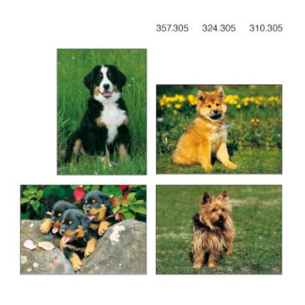 Produktbild - Kleinkärtchenserie Junge Hunde, 12 Stück