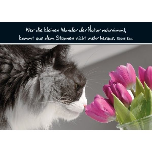 Produktbild des Artikels Postkarten: Wer die kleinen Wunder, 12 Stück (Schreibwaren)