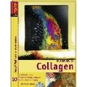 Aufbaukurs Collagen