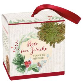 Produktbild des Artikels Wunder der Weihnacht - Rose von Jericho ()