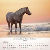 Pferde 2024 - Tischkalender