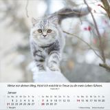 Katzen 2024 - Tischkalender
