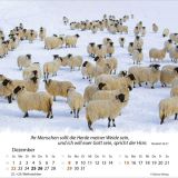 Ein Leben für die Schafe 2024 - Tischkalender