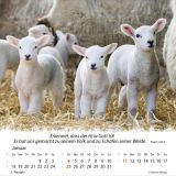 Stimmungsbild zu Ein Leben für die Schafe 2026 - Tischkalender