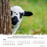 Stimmungsbild zu Ein Leben für die Schafe 2026 - Tischkalender