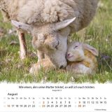 Stimmungsbild zu Ein Leben für die Schafe 2026 - Tischkalender