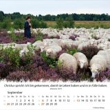 Stimmungsbild zu Ein Leben für die Schafe 2026 - Tischkalender