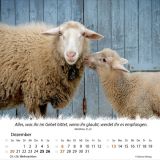 Stimmungsbild zu Ein Leben für die Schafe 2026 - Tischkalender