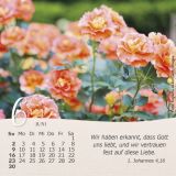 Rosen 2024 - Tischkalender