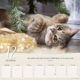 Katzen 2024 - Wandkalender