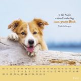 Stimmungsbild zu Für Hundefreunde 2026 - Wandkalender