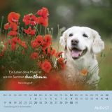 Stimmungsbild zu Für Hundefreunde 2026 - Wandkalender