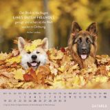 Stimmungsbild zu Für Hundefreunde 2026 - Wandkalender