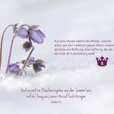 Stimmungsbild zu Warten auf den König - Adventskalender