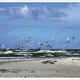 Stimmungsbild zu Bin am Meer - Postkartenbuch