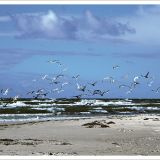 Bin am Meer - Postkartenbuch