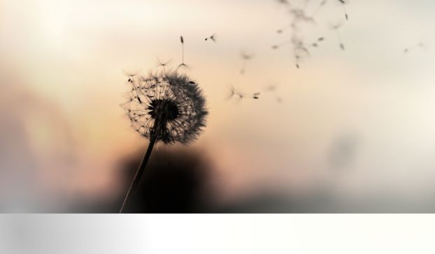 Bild zum Beitrag - Trauer und Trost